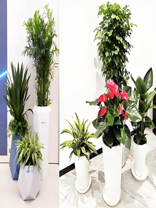 慈溪绿化修剪服务好